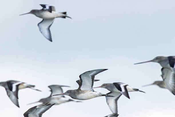 istock Black Tailed Godwit (Limosa limosa) Common in Wetlands and Mudflats Bull Island Dublin 2247661106
