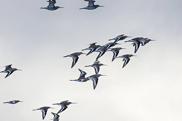 istock Black Tailed Godwit (Limosa limosa) Common in Wetlands and Mudflats Bull Island Dublin 2247661224