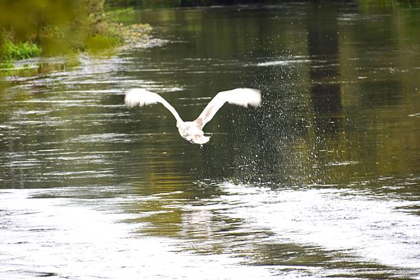 A juvenile mute swan with brown plumage takes off from water, flapping wings and creating splashes around.