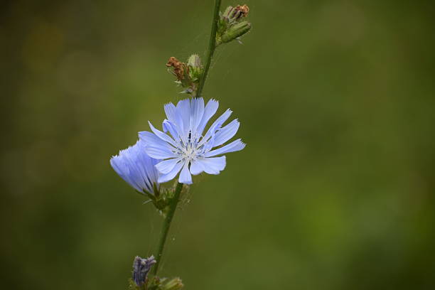 Close-up of a blue chicory flower on green stem with ligulate petals and light center. Blurred green background emphasizes the bloom.