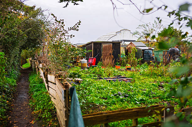 Overgrown allotment garden with sheds, tools, and dense autumn vegetation beside a narrow footpath and wooden boundary fence.