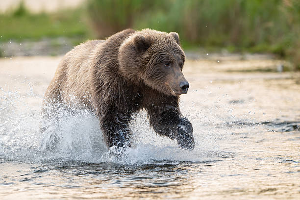 istock Alaskan brown bear chasing salmon in Brooks River at sunrise 2247665812