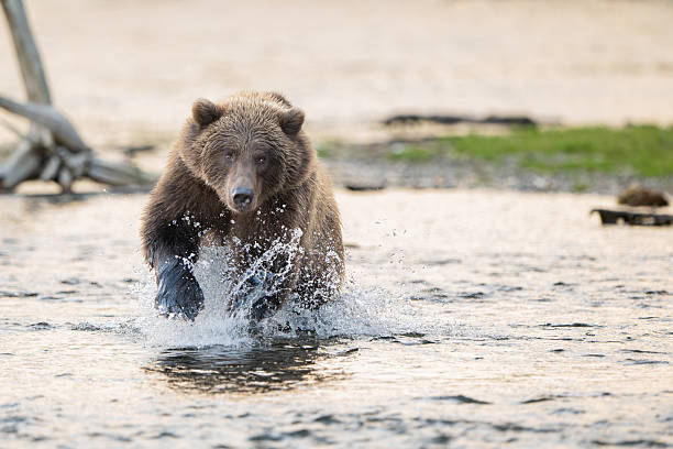 istock Alaskan brown bear chasing salmon in Brooks River at sunrise 2247665822