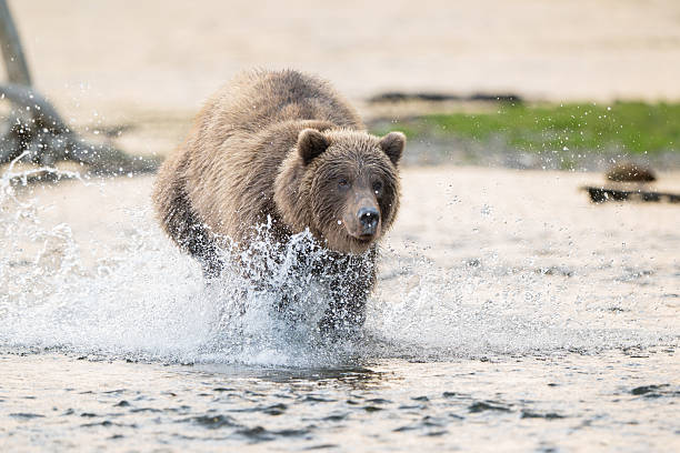 istock Alaskan brown bear chasing salmon in Brooks River at sunrise 2247665827