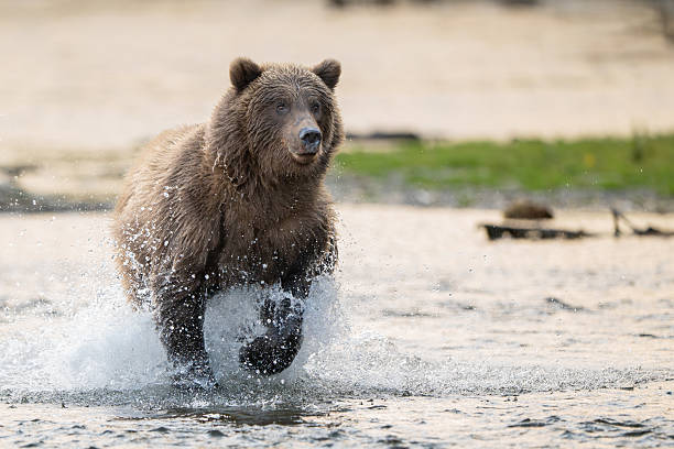 istock Alaskan brown bear chasing salmon in Brooks River at sunrise 2247665828