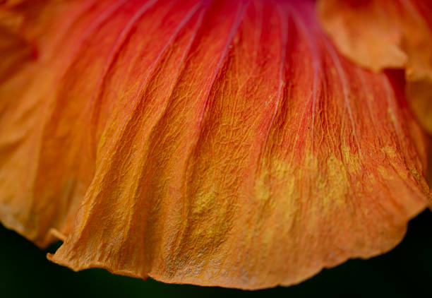 close up of a fresh flower petal macro
