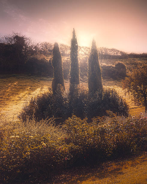 Mystical Morning Light