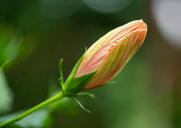 close up of a fresh flowers macro