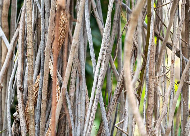 Forest tree trunks with climbing vines twisted liana plant and green leaves  isolated on white background, clipping path included.