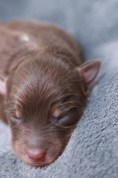 istock A brown puppy is sleeping on a blue blanket 2247668476