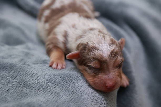 istock A small brown and white puppy is sleeping on a blanket 2247669124