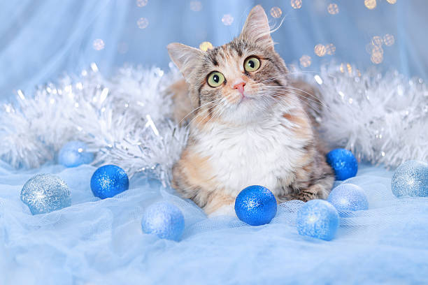 Soft and dreamy cat portrait surrounded by blue glitter balls and delicate tulle, creating a festive and cozy atmosphere; ideal for seasonal banners, packaging, holiday décor concepts, warm winter campaigns, and gentle lifestyle visuals.