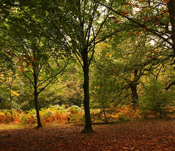 Autumn woodland - trees and colours