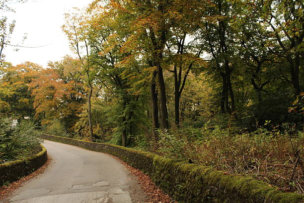 istock Autumn woodland - trees and colours 2247672170