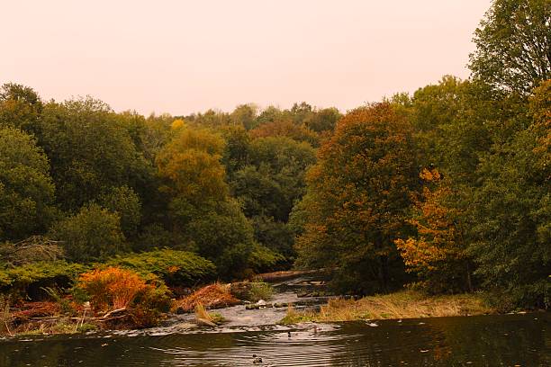 Autumn woodland - trees and colours