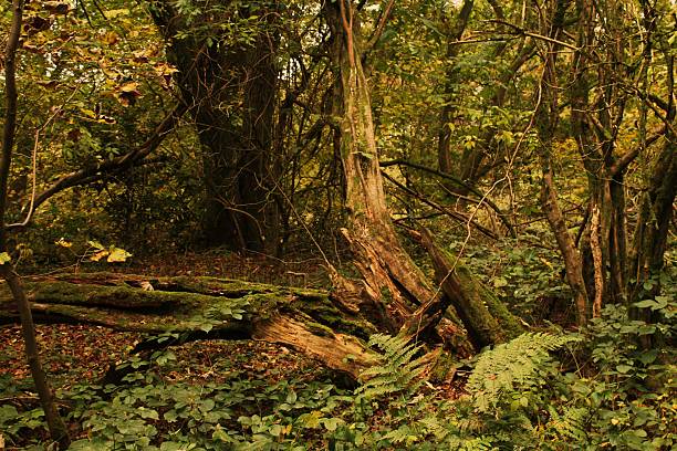 Autumn woodland - trees and colours