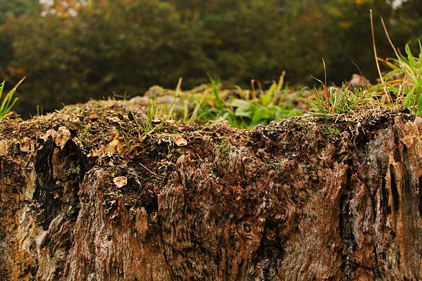 Autumn woodland - trees and colours