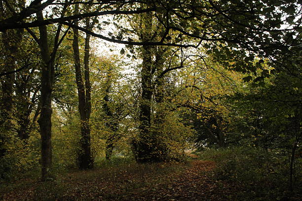 Woodland ground