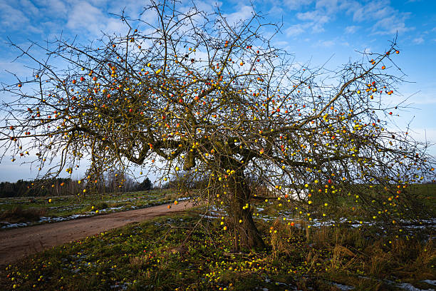 Old Apple Tree Loaded with Late-Season Fruit in Winter Meadow Under Bright Blue Sky