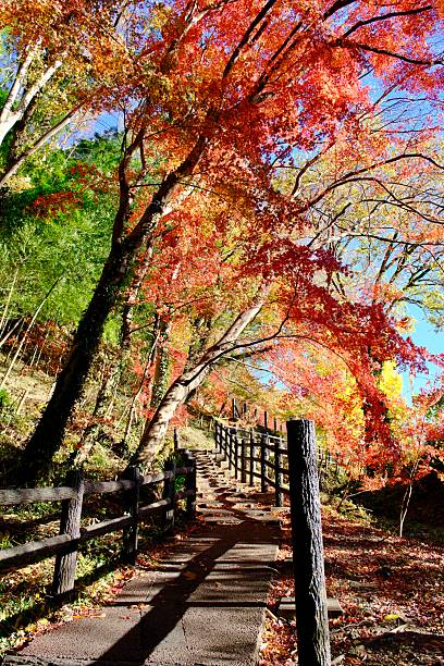 istock Autumn season in Japan 2247672693