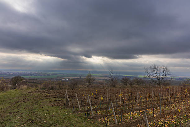 A wide shot capturing the contrast between the agricultural landscape and civilization. In the foreground is a vineyard in late autumn winter with brown, bare grapevine bushes planted in rows