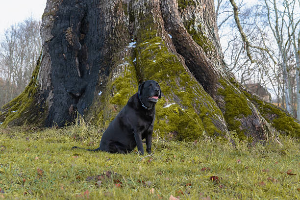 Black Labrador Sitting at Mossy Ancient Tree Trunk in Autumn Forest Landscape