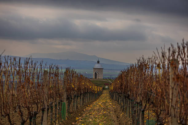 He stone-built chapel is centrally framed by two dense rows of bare grapevines in late autumn, which converge towards the structure. The path between the bushes is covered with fallen yellow leaves and leads directly to the sacral building