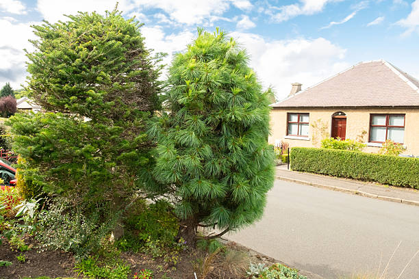 istock Conifer pine trees in small front garden in Morningside, Edinburgh, Scotland, UK 2247673230