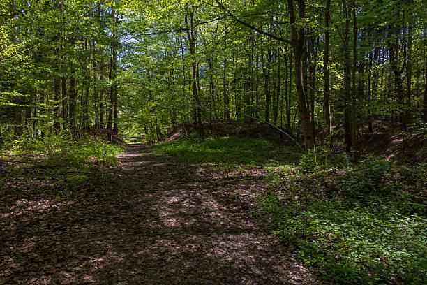 istock View of a forest path or trail on a sunny summer or spring day 2247673403