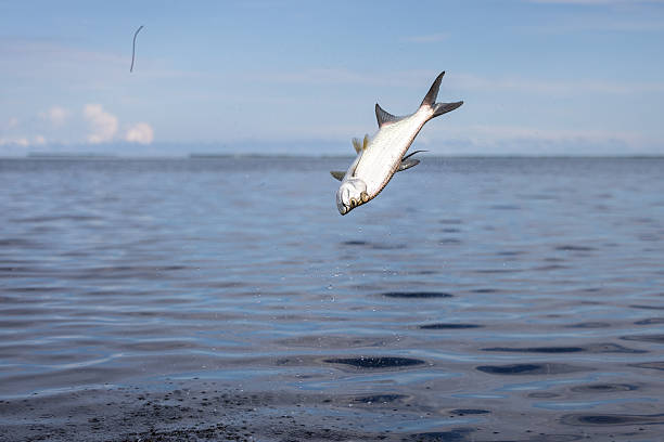 istock Fly Fishing for Tarpon 2247673819