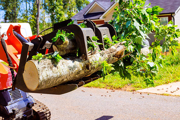 istock Heavy machinery lifting tree branch in residential area yard work landscaping efforts 2247674059