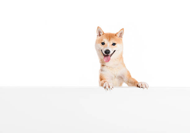 A Shiba inu dog Red-haired Japanese dog on studio white