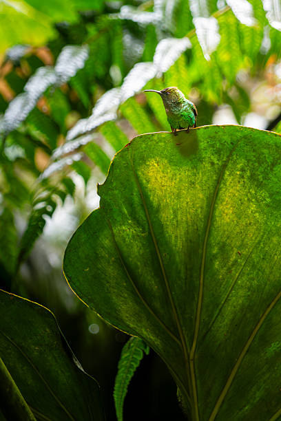 Humming bird on a very large tropical leaf., Costa Rica
