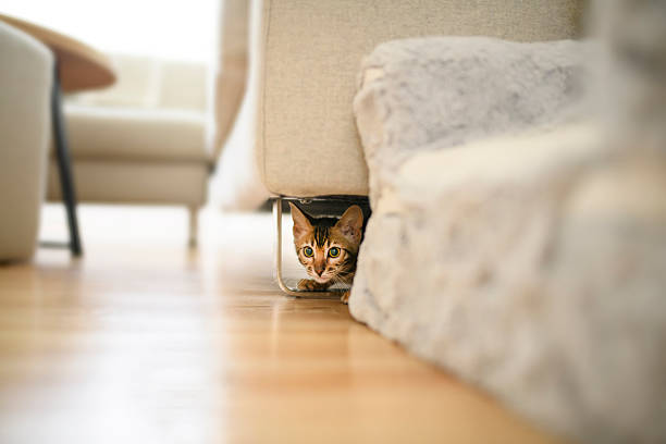 A baby bengal on the living room