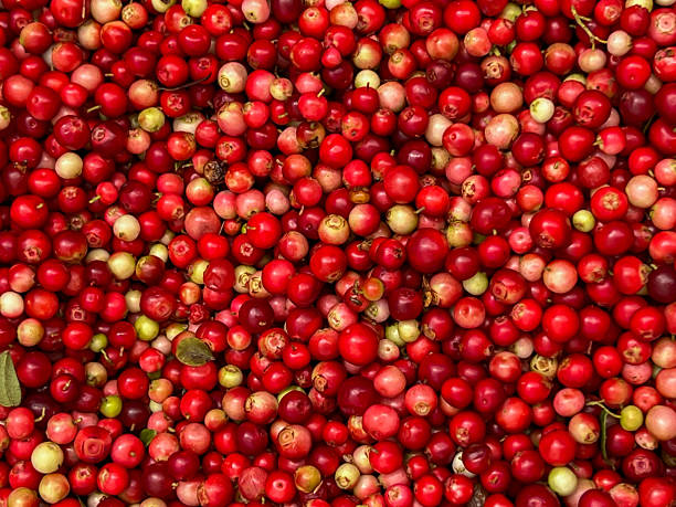 istock Red bilberries after being picked from bushes in the forest, before being cleaned - as a background 2247675807