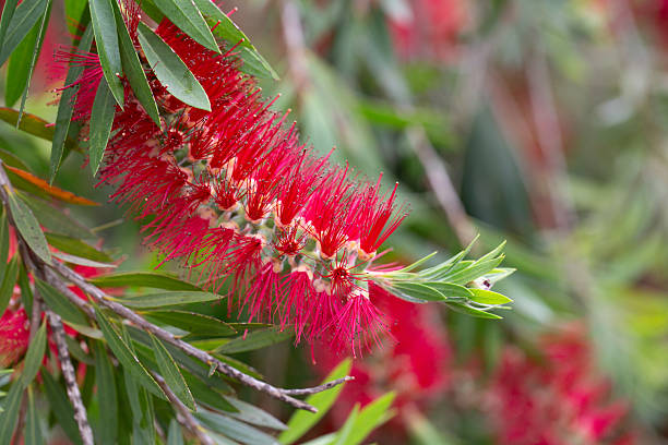Blooming Callistemon macro (Callistemon citrinus, bottle brushes). A bush with red flowers