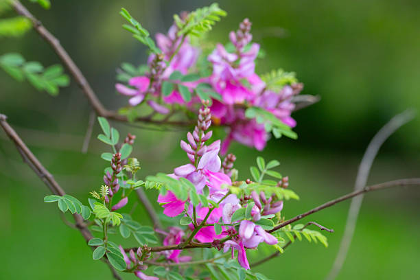 Close up of Showy honey-myrtle (Melaleuca nesophila) flowers which are native to Australia, blooming in San Francisco bay area, California where it was introduced and naturalized in the wild.