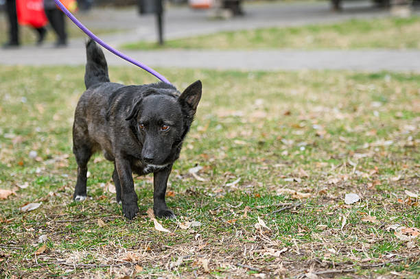 istock Foster dog in the city park 2247678038