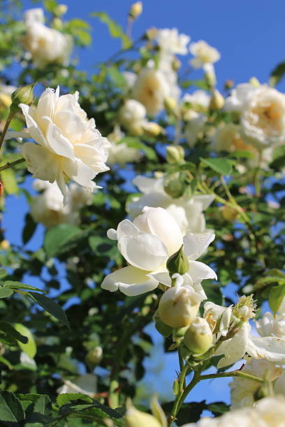 istock Lush White Roses Blooming Against a Clear Blue Sky 2247678398