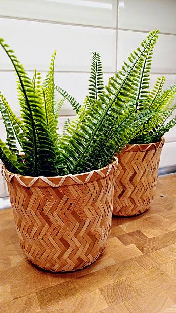 istock Green flower in wicker pot 2247679010