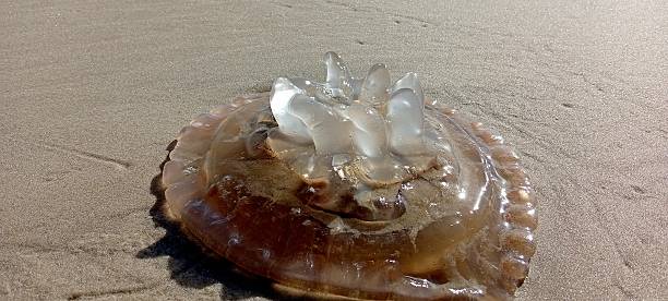istock photograph of jellyfish on the beach 2247679082