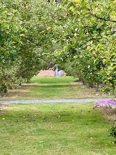 istock A lush orchard pathway framed by rows of fruit-laden trees leads toward a distant brick wall. Green grass, soft light create a peaceful, inviting garden scene. 2247681270