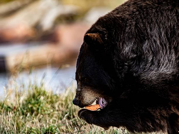 North American Black Bears.