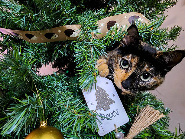 Adorable tortoiseshell cat peeking from a decorated Christmas tree, resting its paw on a Peace ornament. A cute and curious pet moment, capturing holiday mischief. Perfect for seasonal greetings, pet-themed holiday content, and cozy winter scenes.