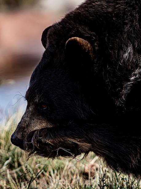Brizzly bear in captivity sits with feet