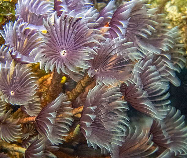 istock Schizobranchia insignis ,marine,feather duster worm. 2247681985
