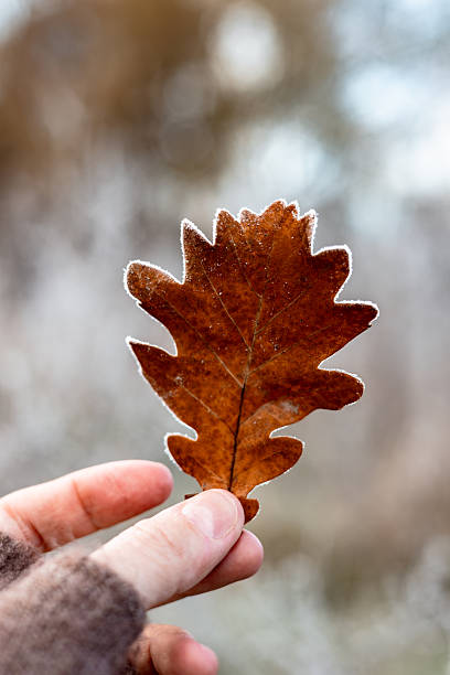 istock Hand holding a single frosted brown oak leaf against a blurred winter forest background. A close-up shot shows the fingers gently holding a dry oak leaf with frost crystals on the edges. Fall season. 2247682259