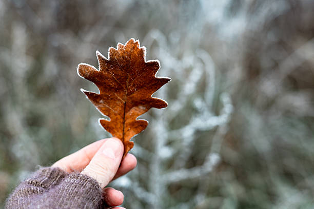 Hand holding a single frosted brown oak leaf against a blurred winter forest background. A close-up shot shows the fingers gently holding a dry oak leaf with frost crystals on the edges. Fall season.
