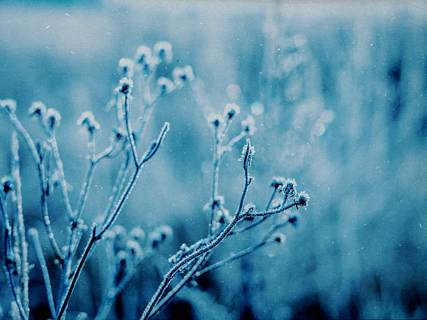Frost-covered plants in a field on a cold winter morning. The delicate frost creates a beautiful contrast against the blue background, capturing the essence of winter's beauty. Wintertime coldness.