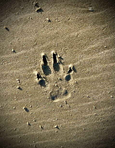 istock Empty Beach with one dog footprint in the sand 2247683782
